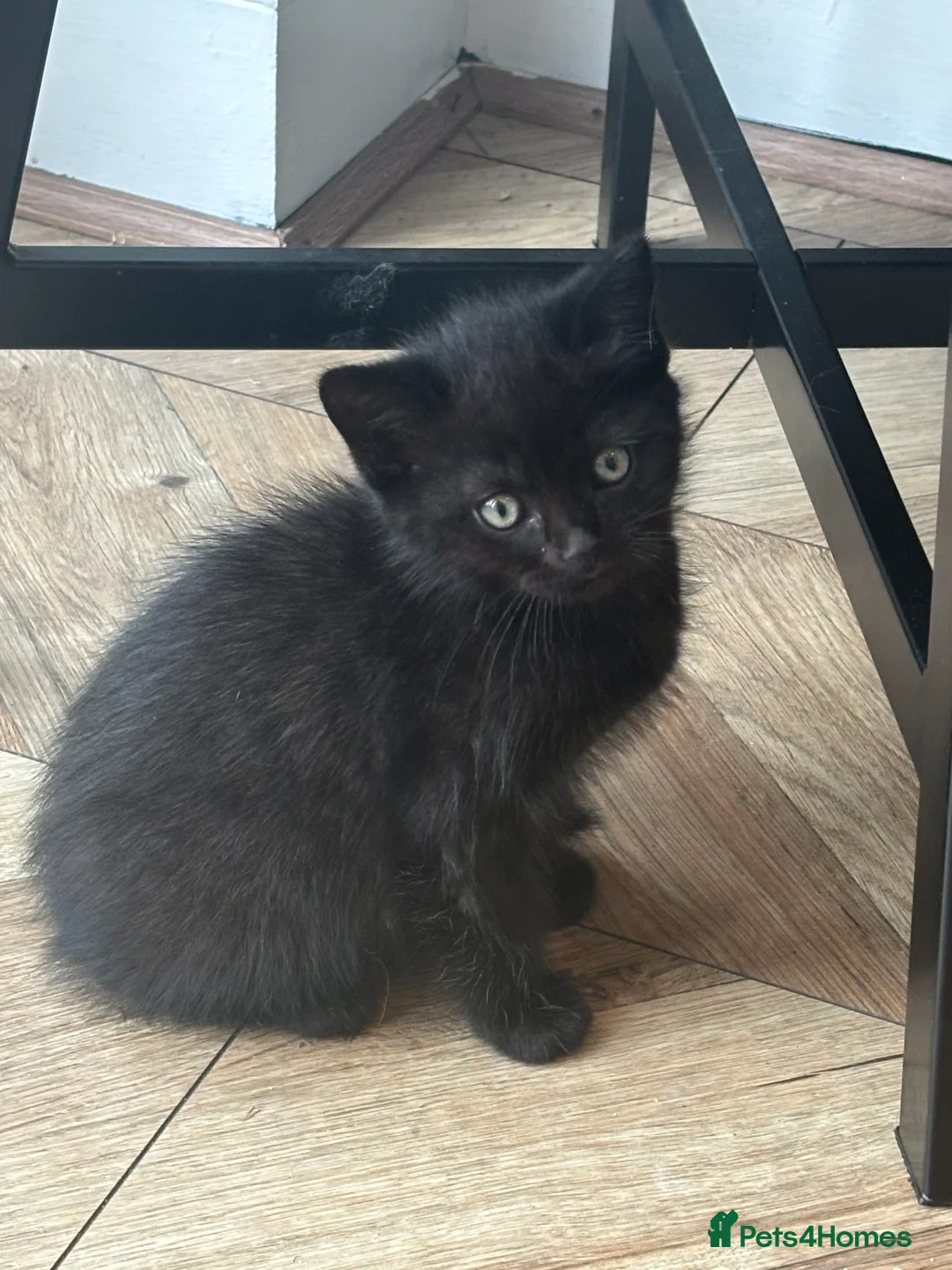Ragdoll cats for sale: Mixed breed ragdoll kittens  - Advert 2