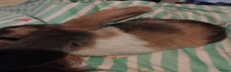 Mixed Breed rabbits for sale: 7 boys for sale harlequins - Advert 2