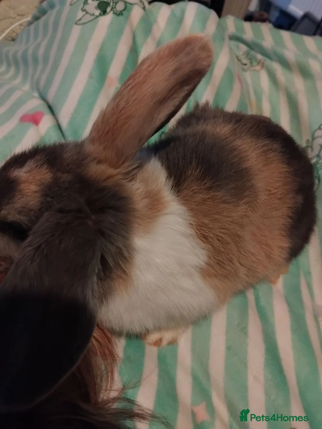 Mixed Breed rabbits for sale: 7 boys for sale harlequins - Advert 2