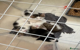 Mixed Breed cats for sale: One Male kitten left 8 weeks old ready now - Image 2