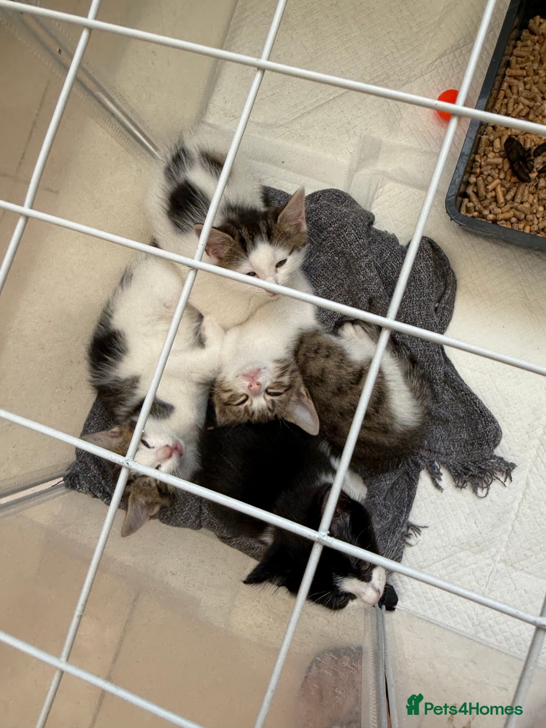Mixed Breed cats for sale: One Male kitten left 8 weeks old ready now - Image 2