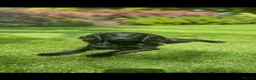 Cockapoo dogs for sale: Cockapoo male pups in Waterlooville - Advert 6