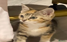 British Longhair cats for sale: 2 ADORABLE FLUFFY BRITISH LONGHAIR KITTENS LEFT!!! - Image 26