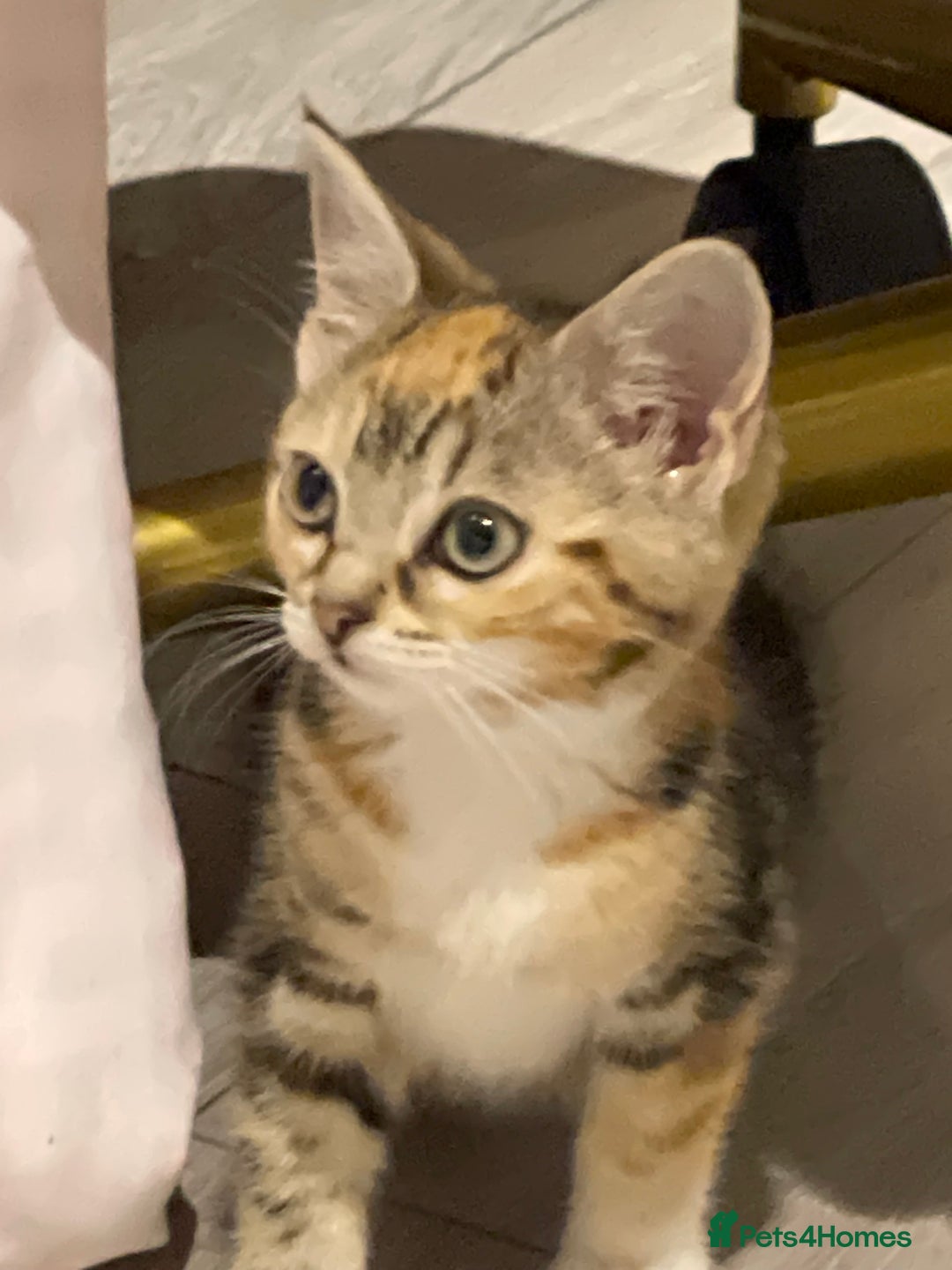 British Longhair cats for sale: 2 ADORABLE FLUFFY BRITISH LONGHAIR KITTENS LEFT!!! - Image 26