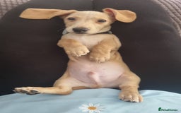 Miniature Dachshund dogs for sale: CREAM MALE 10 WEEKS SHORT HAIR MINIATURE DACHSHUND - Image 2