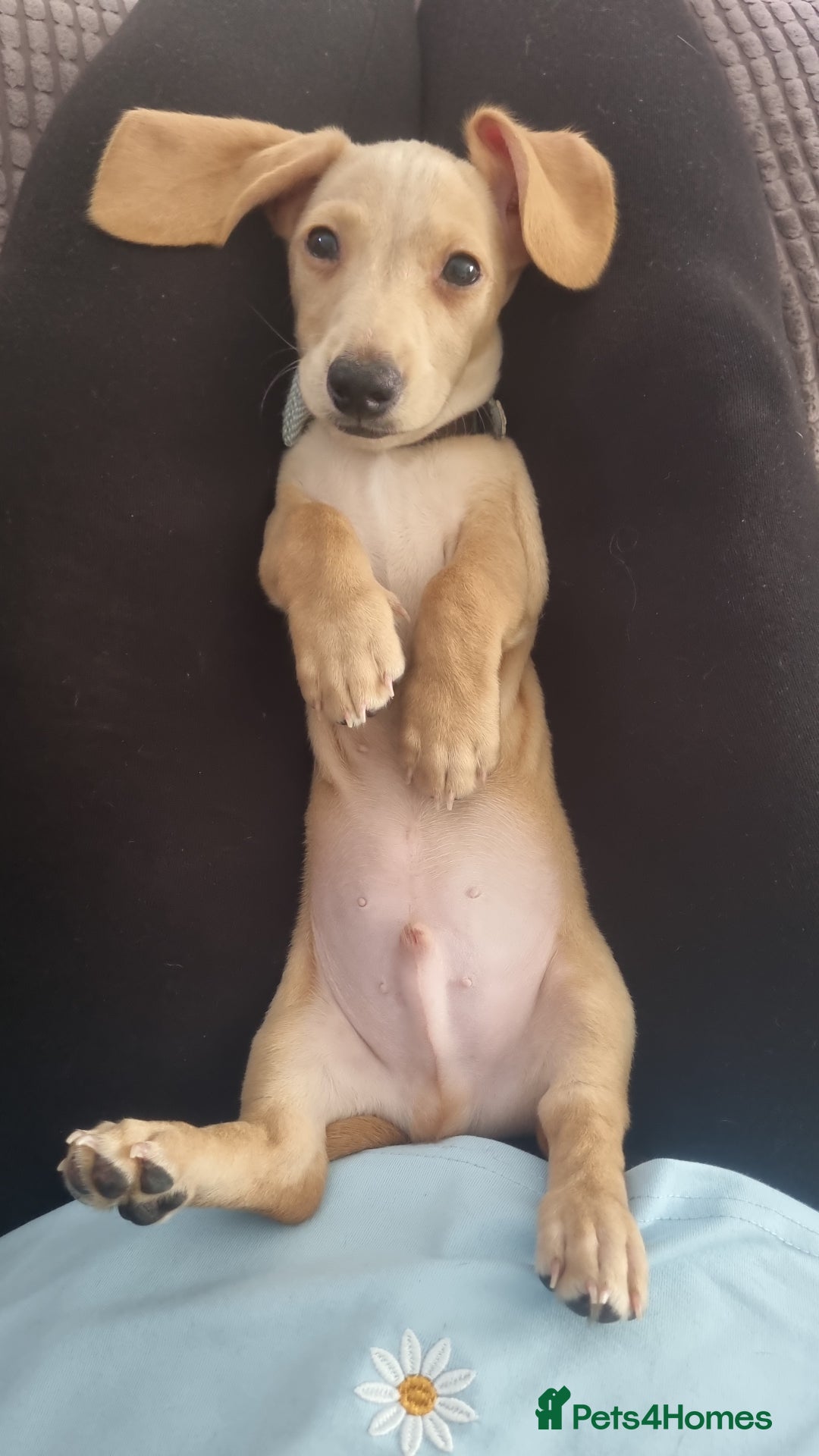 Miniature Dachshund dogs for sale: CREAM MALE 10 WEEKS SHORT HAIR MINIATURE DACHSHUND - Image 2