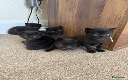 Mixed Breed cats for sale: 5 beautiful, playful kittens for sale  - Image 1