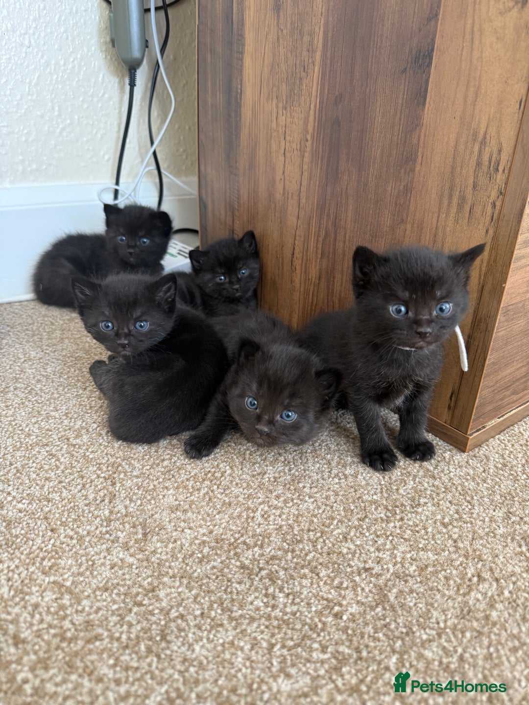 Mixed Breed cats for sale: 5 beautiful, playful kittens for sale  - Image 1