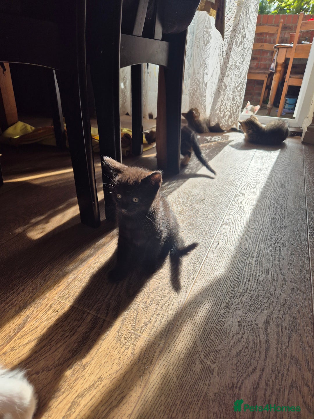 Mixed Breed cats for sale: Kittens for sale - Image 6