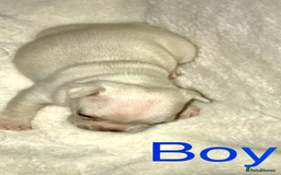 French Bulldog dogs for sale: 3 beautiful French bulldogs  - Image 2