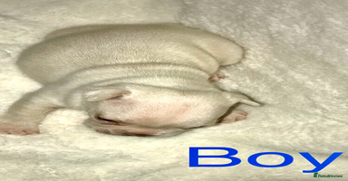 French Bulldog dogs - Advert 5