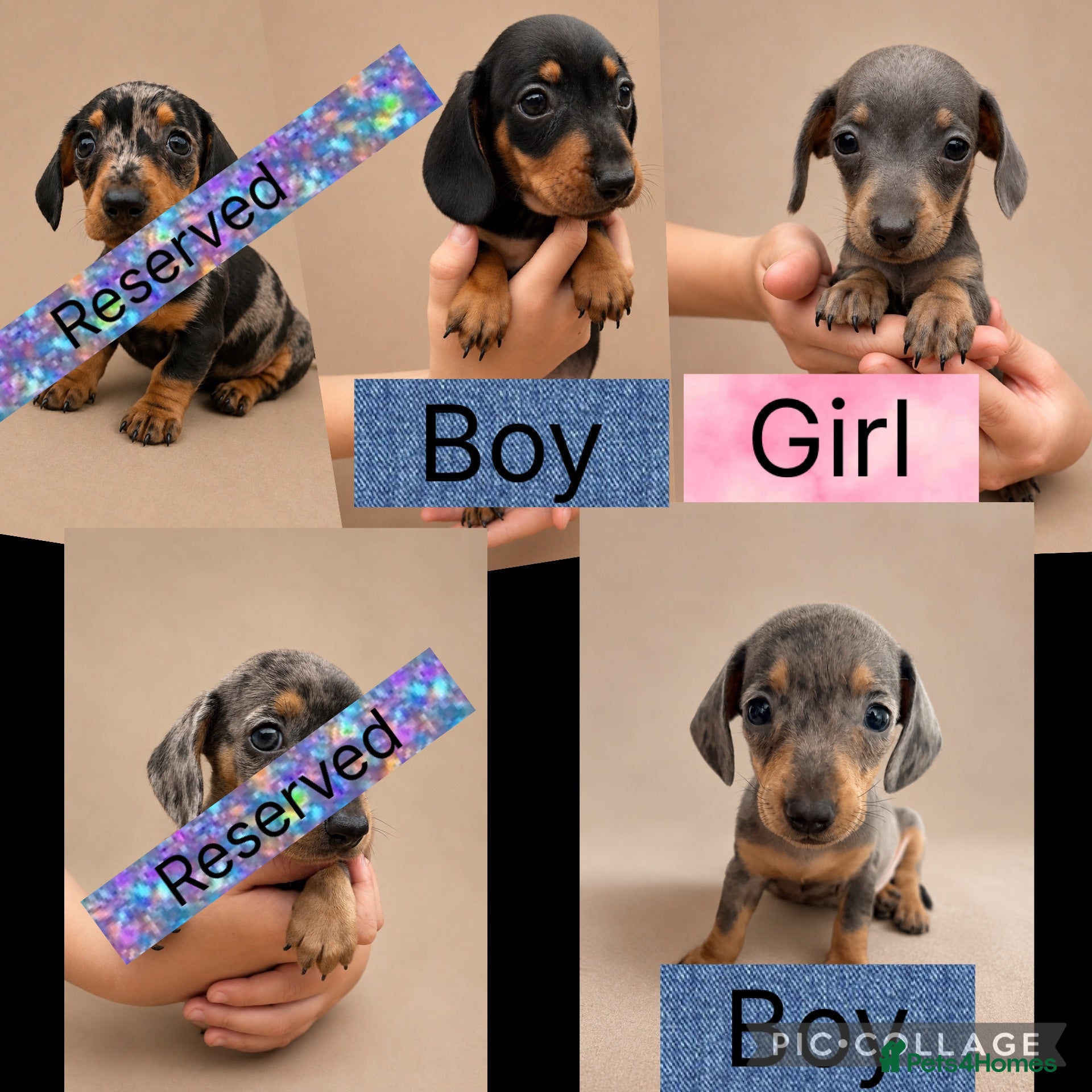 Miniature Dachshund dogs Stunning Miniature Dachshund Puppies - Advert 1