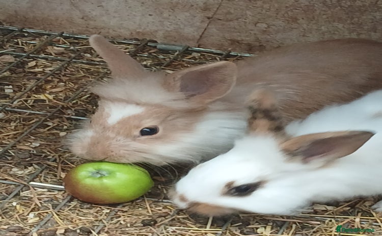 English rabbits - Advert 1