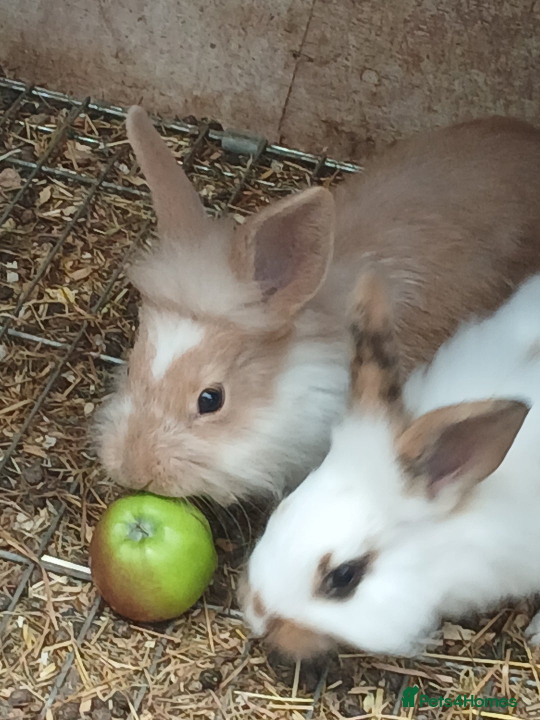 English rabbits for sale: Rabbits for sale , various sexes avaliable  - Image 1