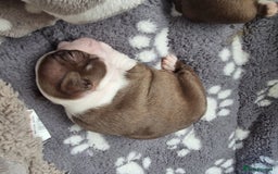 Boston Terrier dogs for sale: Boston Terrier pups - Image 6