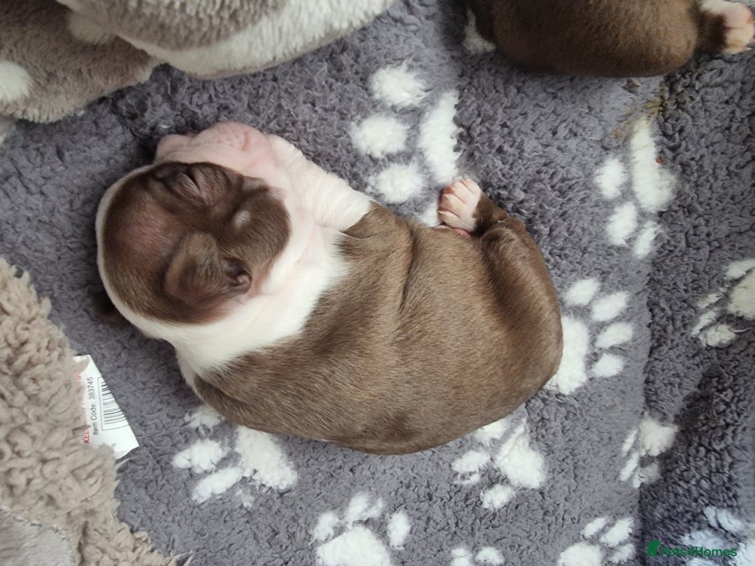 Boston Terrier dogs for sale: Boston Terrier pups - Image 6