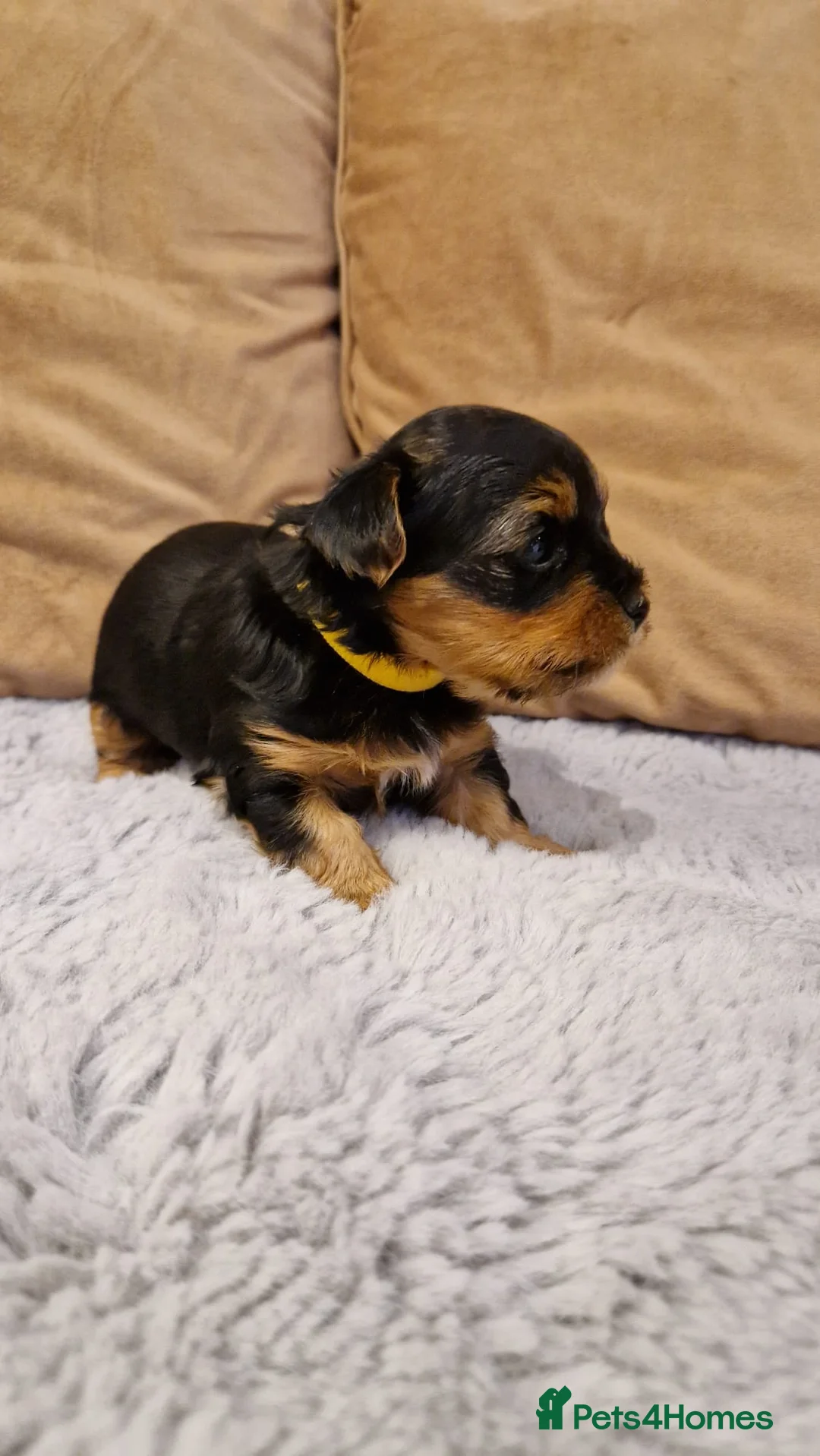 Yorkshire Terrier dogs for stud:  PEDIGREE Yorkshire terrier for STUD  in Hull - Advert 37