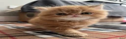 Persian cats for sale: 🐾 Pure Persian Kittens  🐾 in Manchester - Advert 12