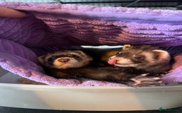 Ferret rodents for sale: 2 Bonded male ferrets, cage and full set up - Image 4