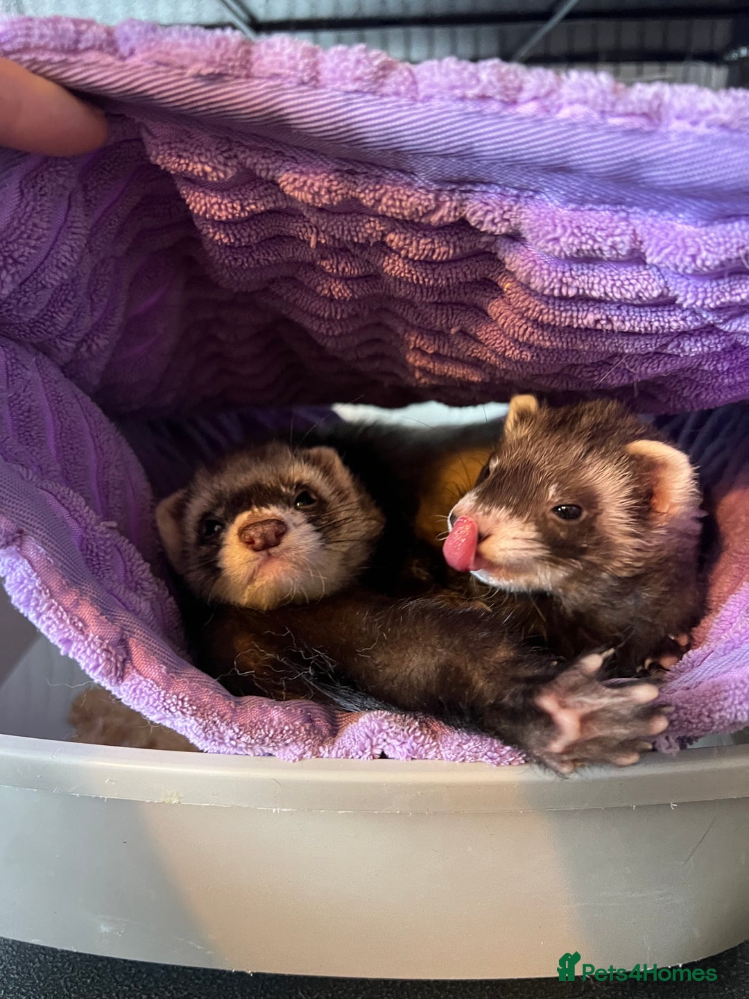 Ferret rodents for sale: 2 Bonded male ferrets, cage and full set up - Image 4