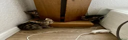 Bengal cats for sale: Beautiful Bengal Kittens for Sale, Pure Bengal Mum - Advert 20