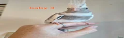 Cockatiels birds for sale: 3 white & grey pearl cockatiels  - Advert 7