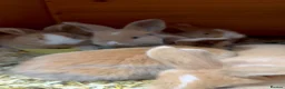 Continental Giant rabbits for sale: gorgeous continental giantxFrench lop READY TO GO - Advert 2