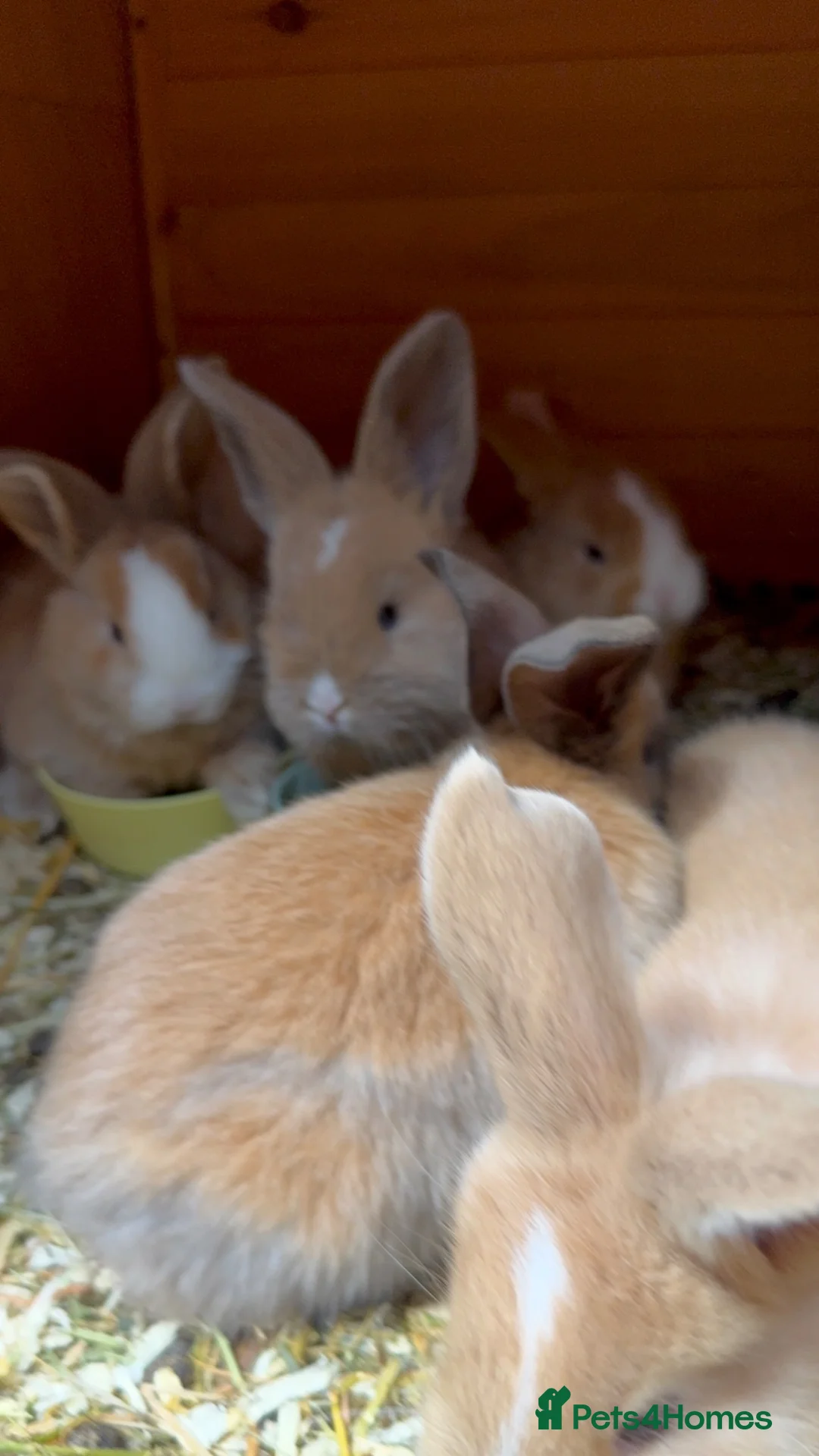 Continental Giant rabbits for sale: gorgeous continental giantxFrench lop READY TO GO - Advert 2