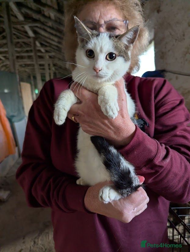 Domestic Shorthair cats Salt for adoption  - Advert 1