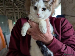 Domestic Shorthair cats Salt for adoption - Advert 1