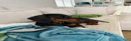 Mixed Breed dogs for adoption: 💙🐶 FRANKIE – ANOTHER CHANCE FOR A LITTLE SAUSAGE in Derby - Advert 19