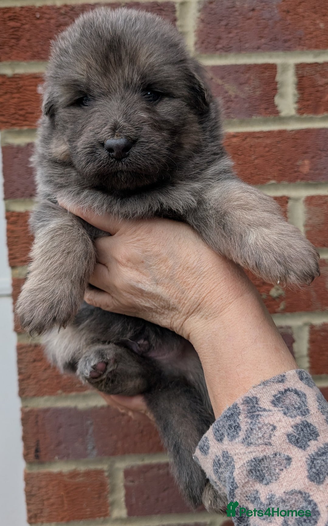 German Shepherd dogs for sale: Gorgeous and Rare German Shepherd Puppies for Sale - Advert 1