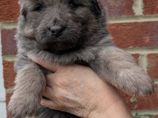 German Shepherd dogs for sale: Gorgeous and Rare German Shepherd Puppies for Sale - Advert 1