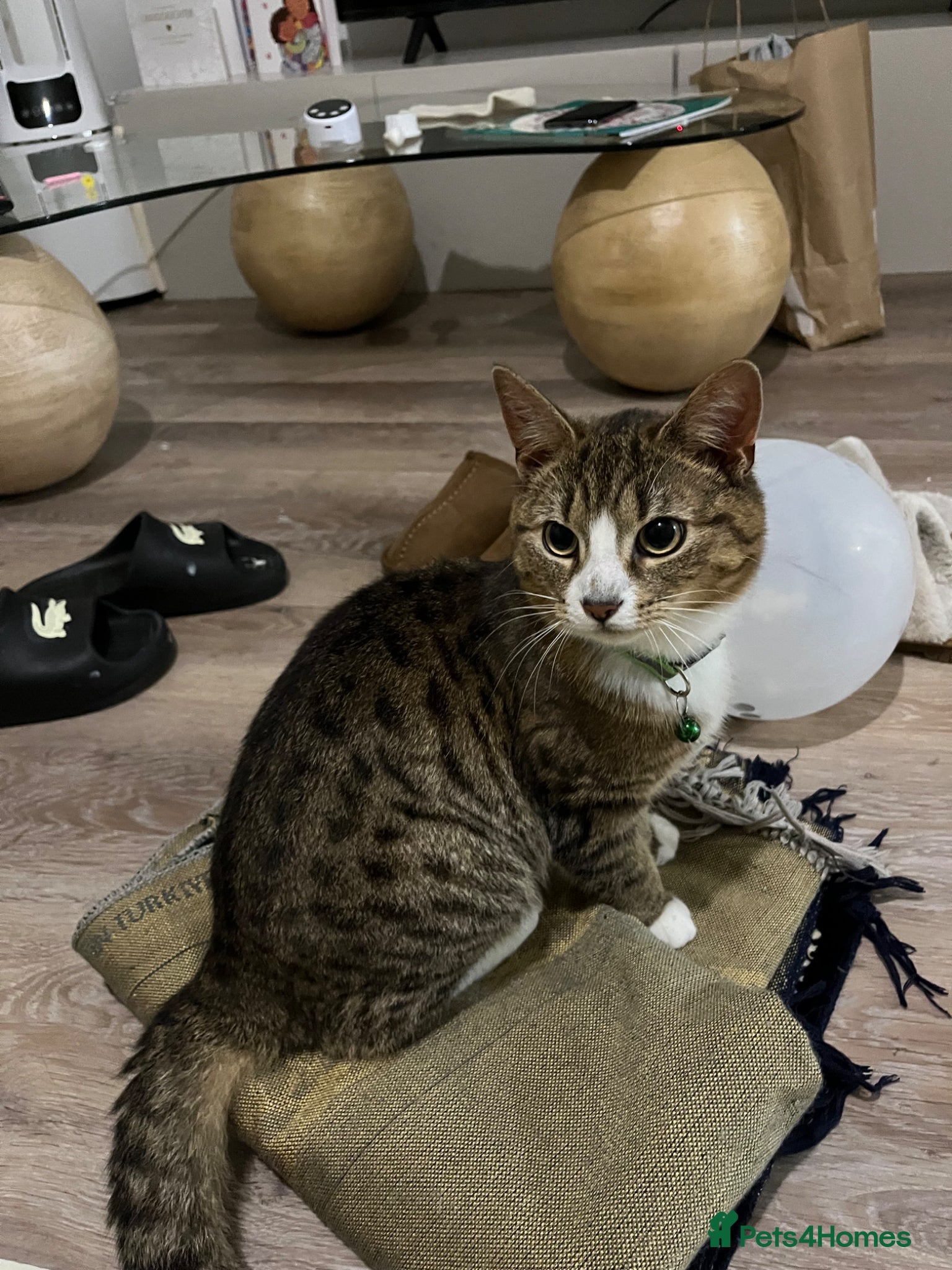 Mixed Breed cats Nine month old kitten - Advert 2