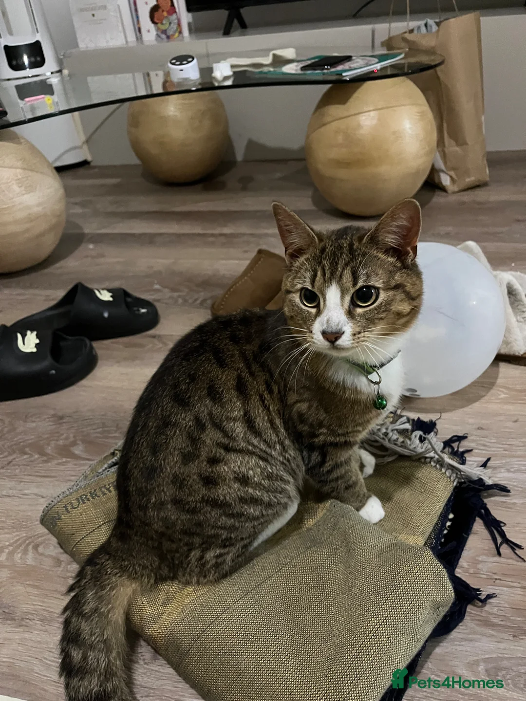 Mixed Breed cats for sale: Nine month old kitten in Manchester - Advert 1