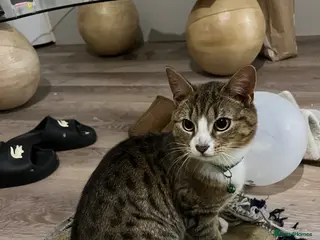 Mixed Breed cats Nine month old kitten - Advert 2