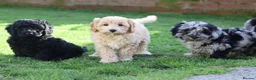 Cavapoochon dogs for sale: Beautiful Cavapoochon puppies for sale - Advert 34