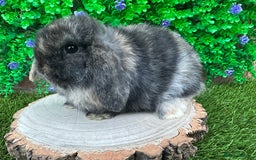 Mini Lop rabbits for sale: Stunning mini lop bunnies ready to reserve  - Advert 11