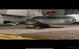Domestic Shorthair cats for sale: 2 kittens for sale  - Image 8