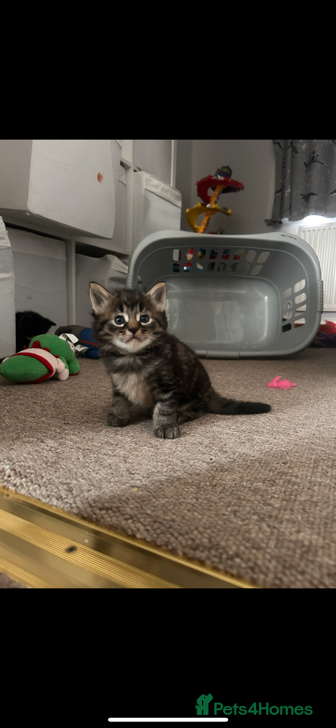 Domestic Shorthair cats for sale: 2 kittens for sale  - Image 8