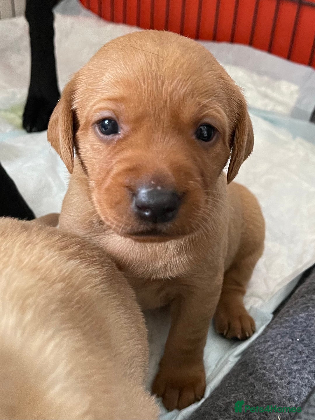 Labrador Retriever dogs for sale: Plump little Red Labrador Puppies! - Image 17
