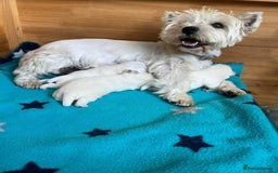 West Highland Terrier dogs for sale: FULLY HEALTH TESTED PUPPIES - Image 3