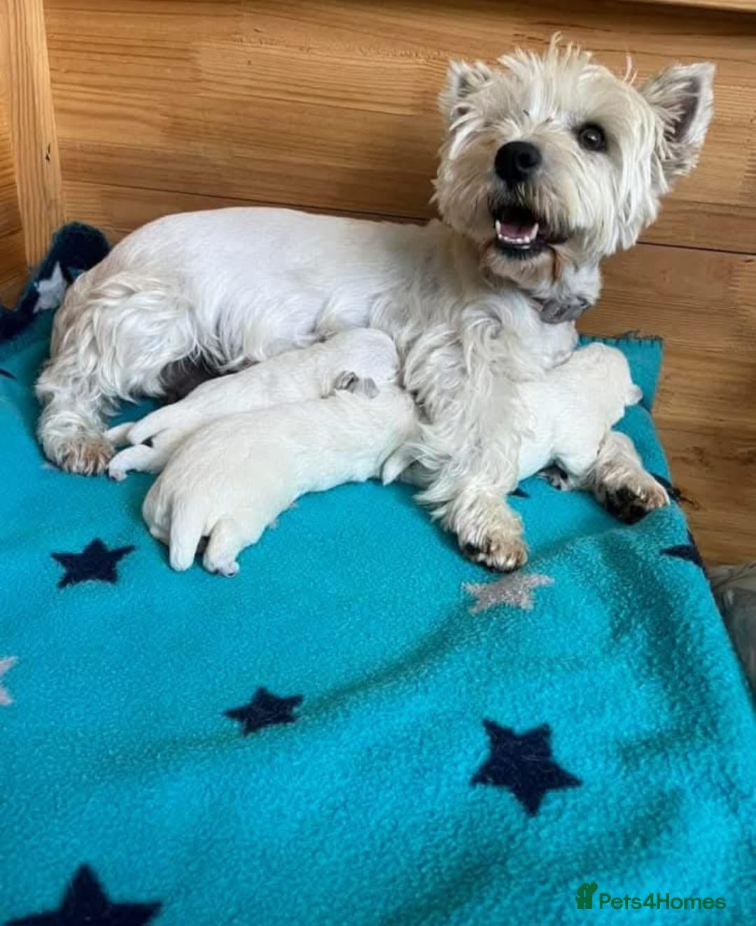 West Highland Terrier dogs for sale: FULLY HEALTH TESTED PUPPIES - Image 3