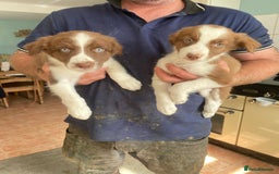 Border Collie dogs for sale: Border collie puppies - Image 11