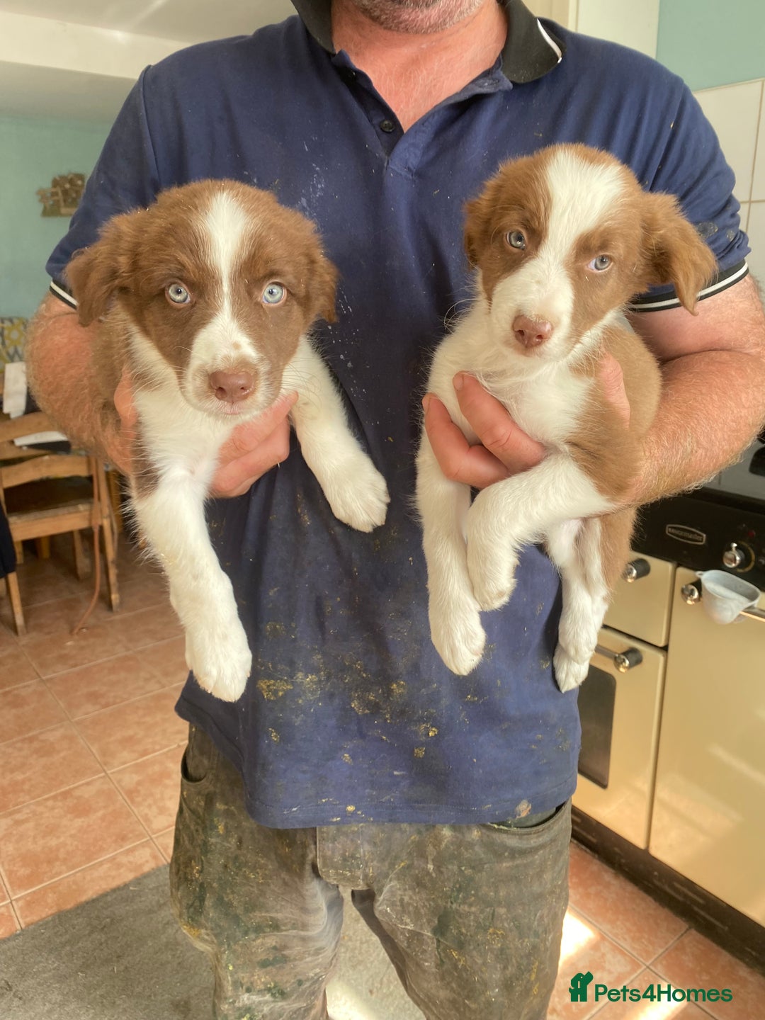 Border Collie dogs for sale: Border collie puppies - Image 11