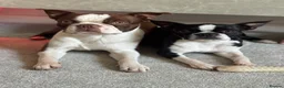 Boston Terrier dogs for stud: *KC registered proven red & white male for stud ** - Advert 4