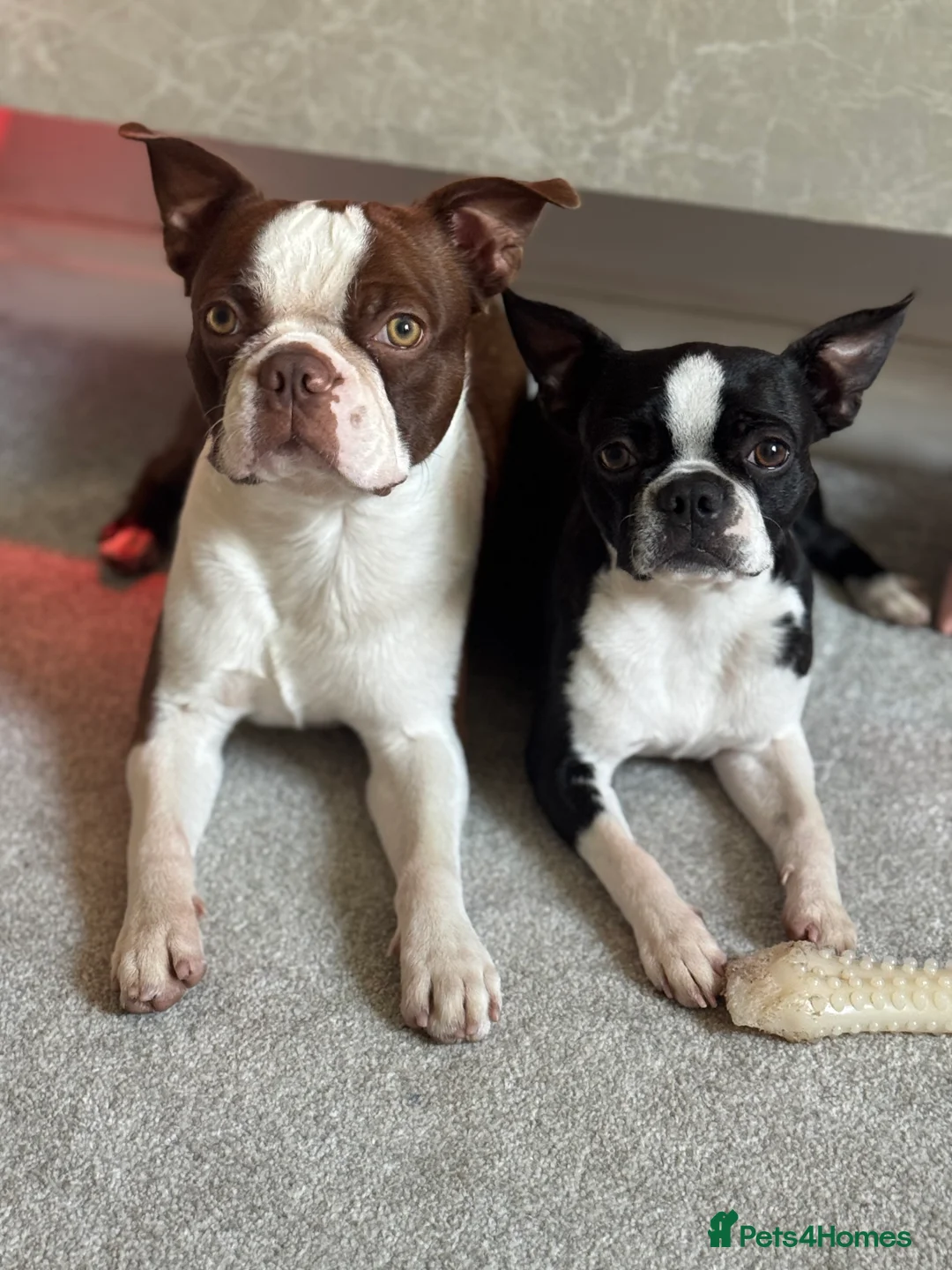 Boston Terrier dogs for stud: *KC registered proven red & white male for stud ** - Advert 4