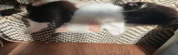 Maine Coon cats for sale: Poly litter of mainecoon/ragdoll - Advert 8