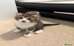 Scottish Fold cats for sale: Beautiful Scottish food for sale  - Image 5