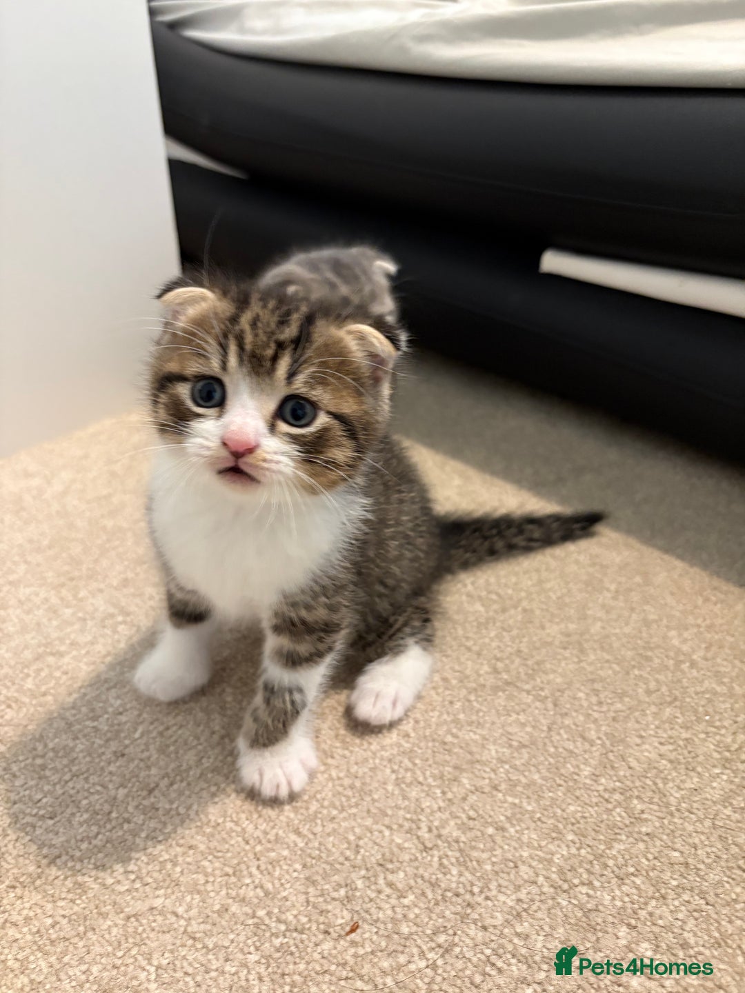 Scottish Fold cats for sale: Beautiful Scottish food for sale  - Image 5